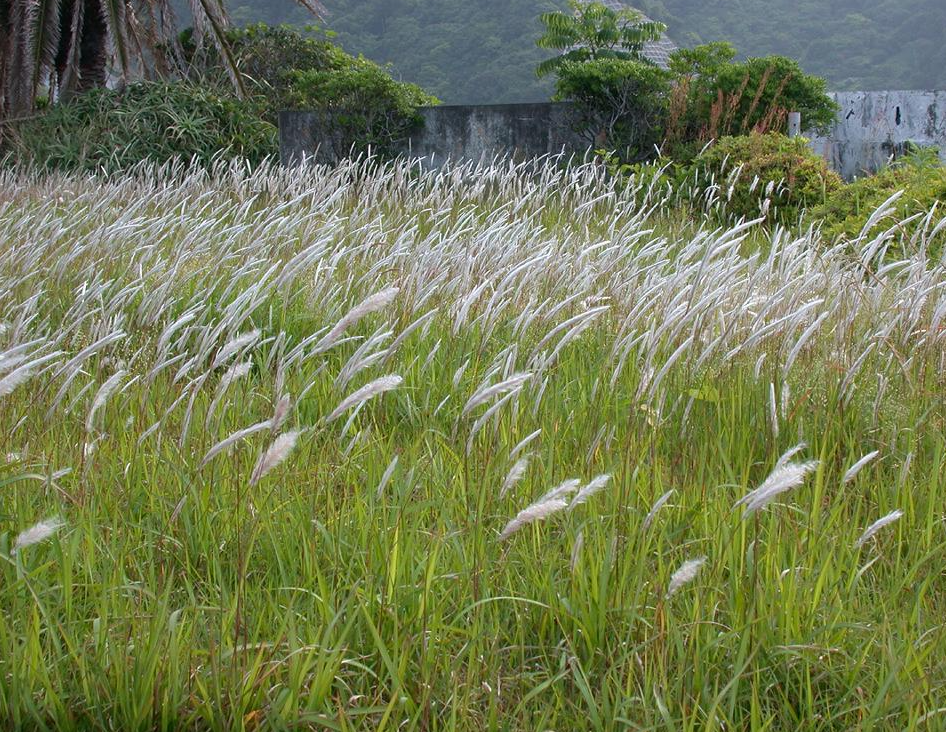Imperata cylindrica
