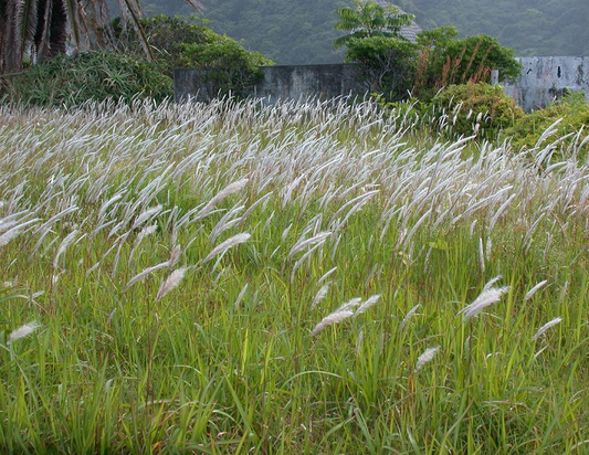 Imperata cylindrica