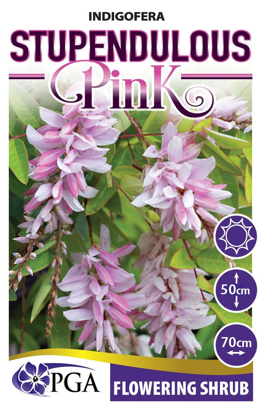 Indigofera ‘Stupendulous Pink’