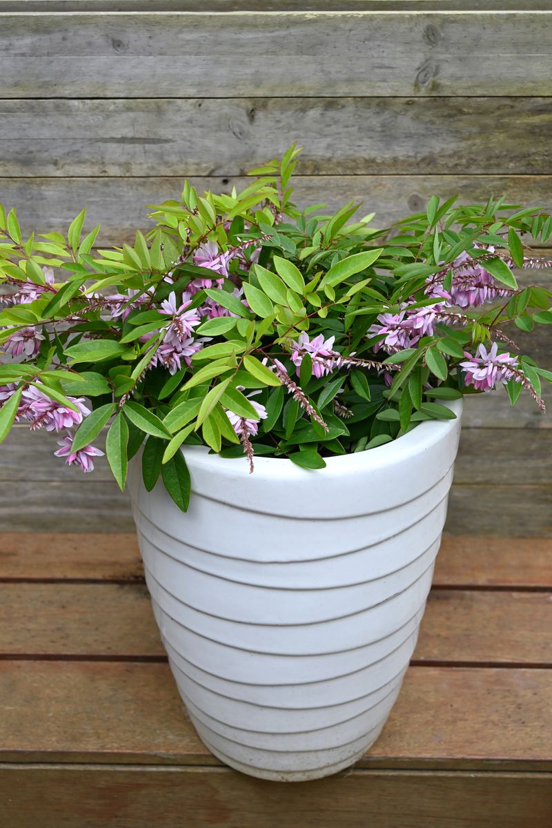 the plant broker
