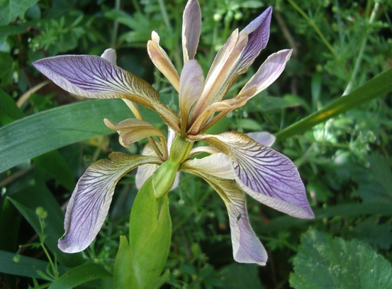 Iris foetidissima