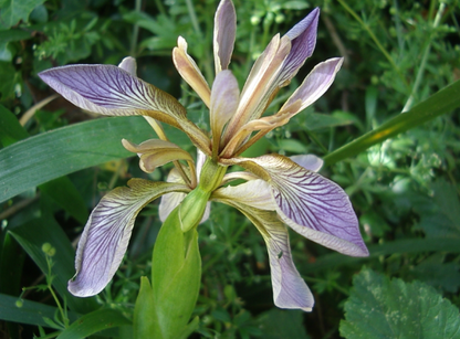 Iris foetidissima