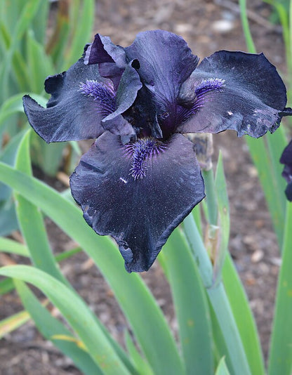 Iris germanica