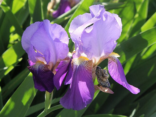 Iris germanica