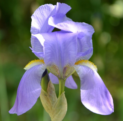 Iris pallida