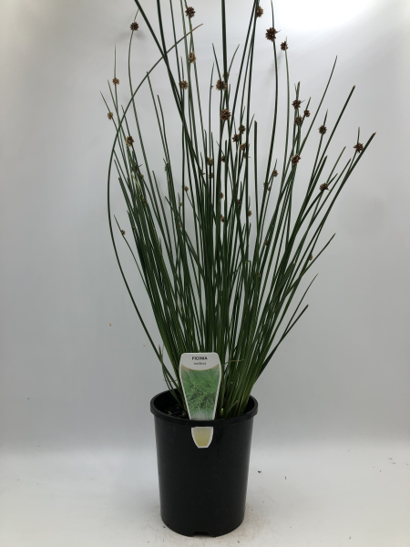 Ficinia nodosa (Syn. Isolepis)