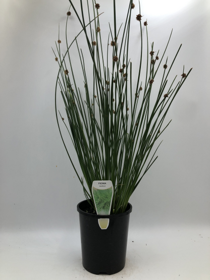 Ficinia nodosa (Syn. Isolepis)