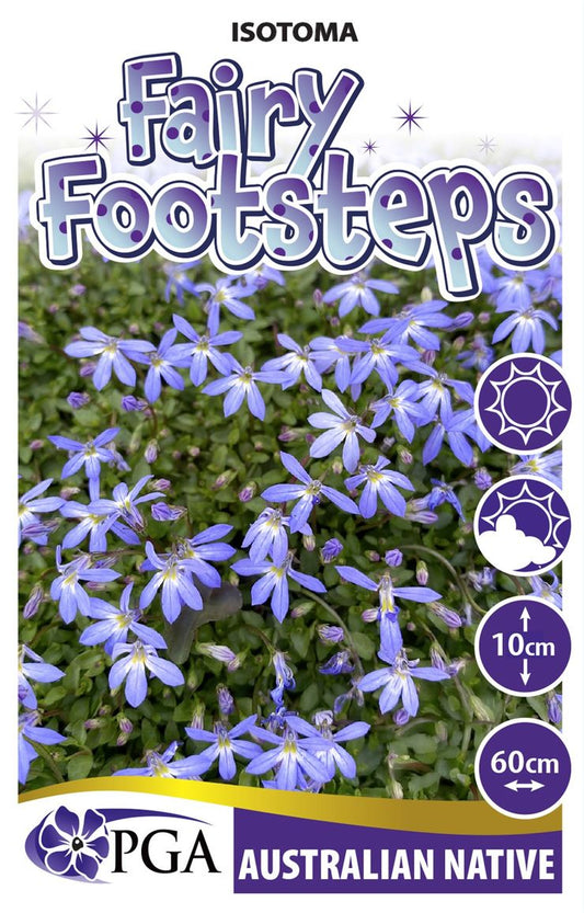 Isotoma ‘Fairy Footsteps’