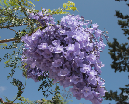 Jacaranda mimosifolia