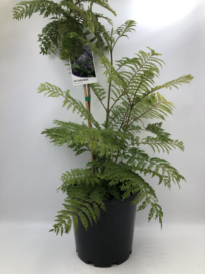 Jacaranda mimosifolia