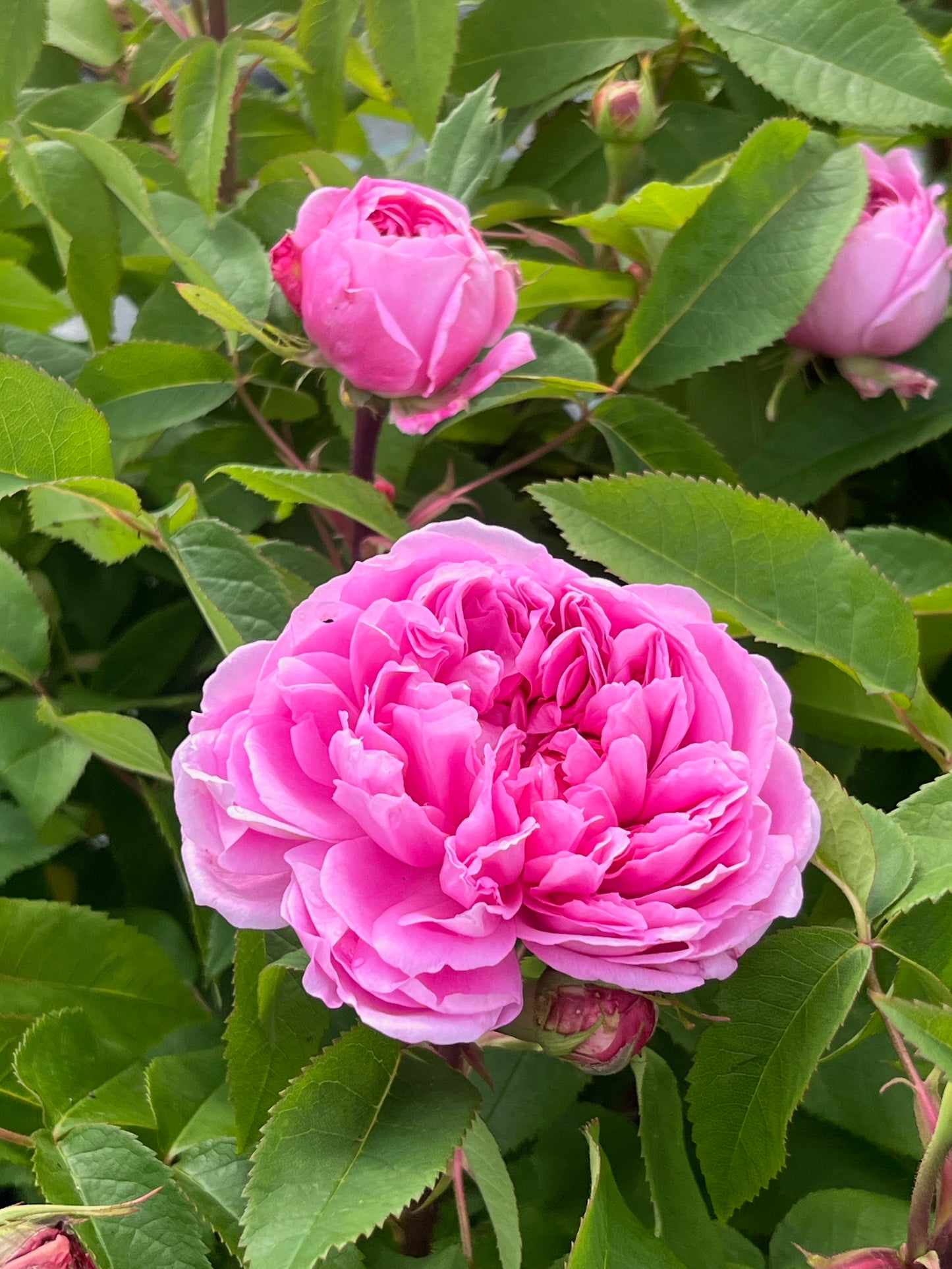 Rose - Jaques Cartier