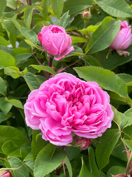 Rose - Jaques Cartier