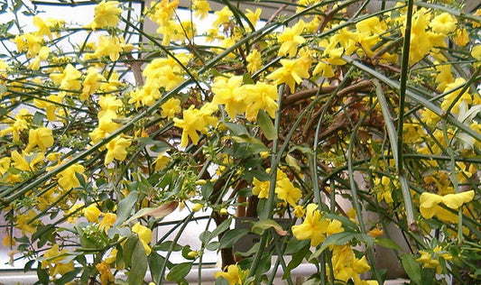 Jasminum mesnyi