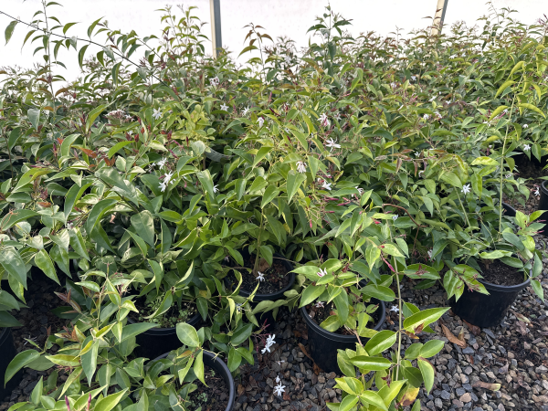 Jasminum nitidum