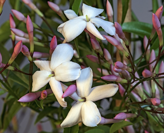 Jasminum polyanthum