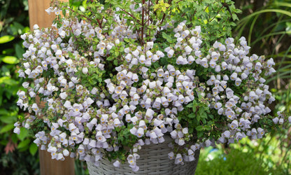 Jovellana Baby Bonnets