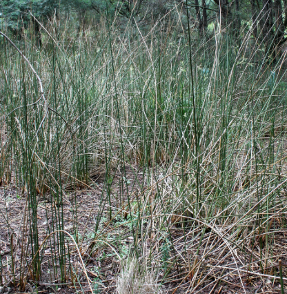 Juncus flavidus