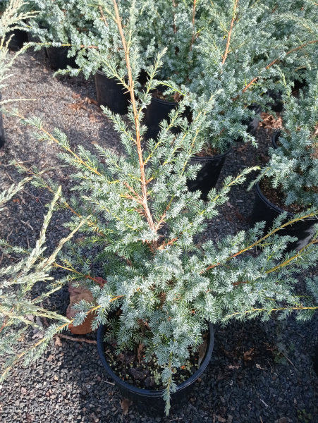 Juniperus chinensis Blue Alps