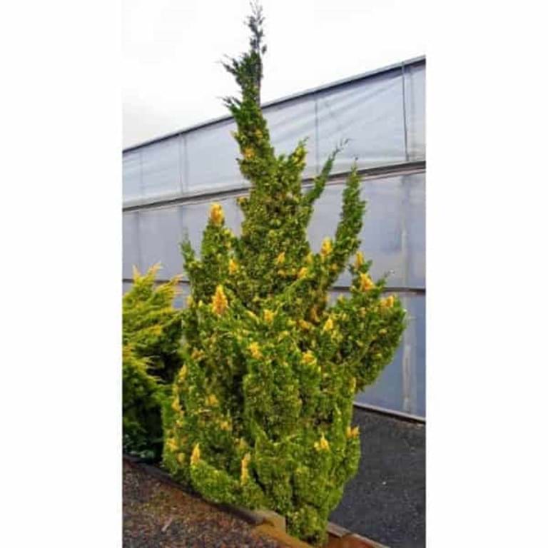 Juniperus chinensis Kaizuka variegata