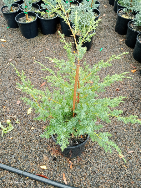 Juniperus chinensis Oblonga