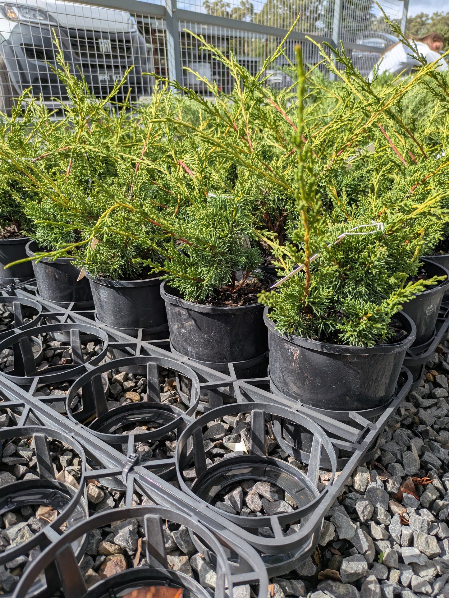 Juniperus chinensis Shimpaku