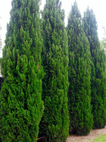 Juniperus virginiana Spartan
