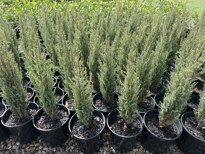 Juniperus communis Compressa