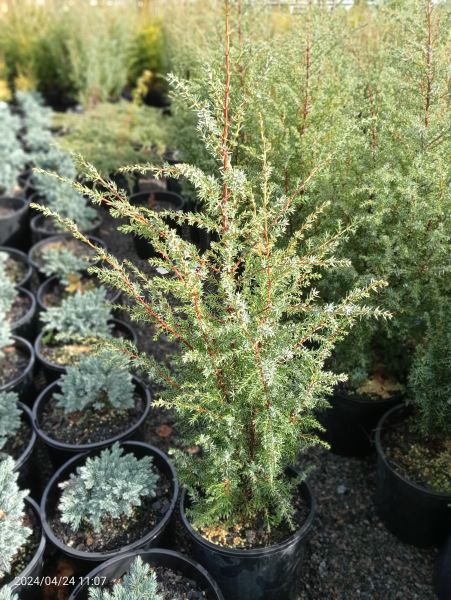 Juniperus communis Hibernica