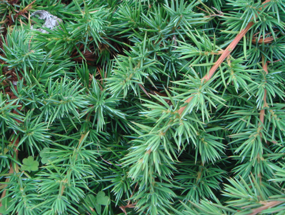 Juniperus conferta