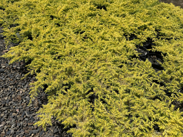 Juniperus conferta All Gold