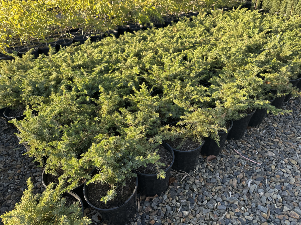 Juniperus conferta