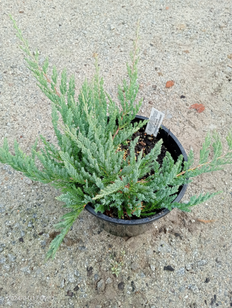 Juniperus horizontalis Marcellus