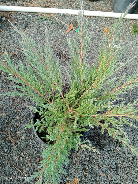 Juniperus horizontalis douglasii