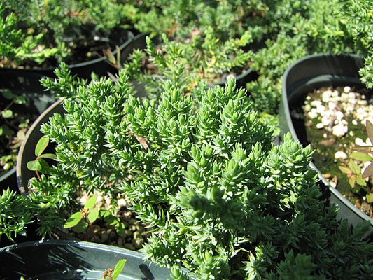 Juniperus procumbens