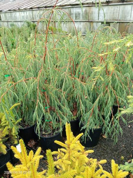 Juniperus recurva Coxi