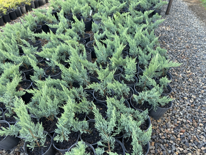 Juniperus sabina