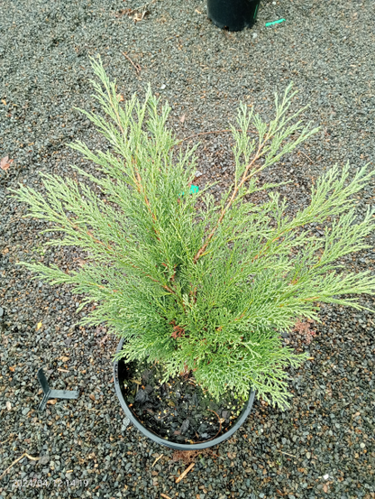 Juniperus sabina Calgary Carpet