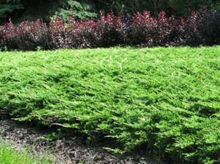 Juniperus sabina Calgary Carpet