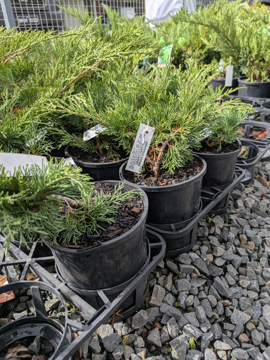 Juniperus sabina Calgary Carpet