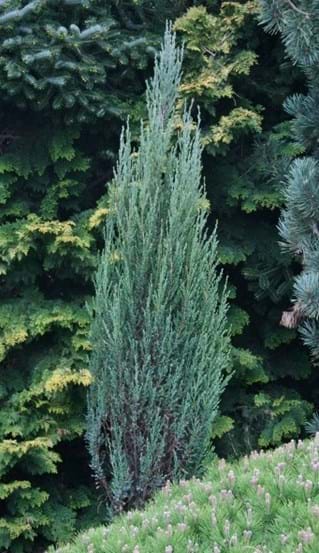 Juniperus scopulorum Blue Arrow
