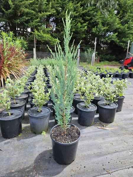 Juniperus scopulorum Blue Arrow