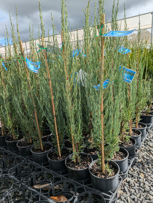 Juniperus scopulorum Blue Arrow