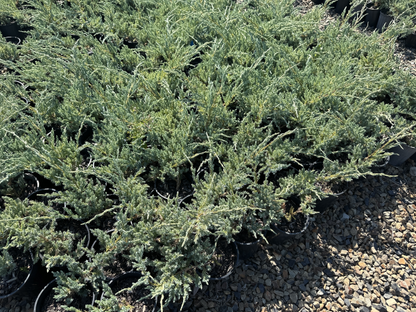 Juniperus squamata Blue Carpet