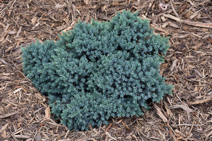 Juniperus squamata Blue Star