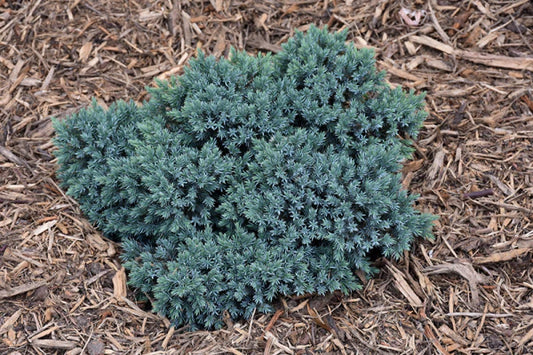 Juniperus squamata Blue Star