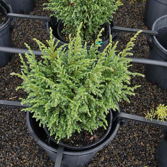 Juniperus squamata Glassell