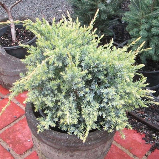 Juniperus squamata Holger
