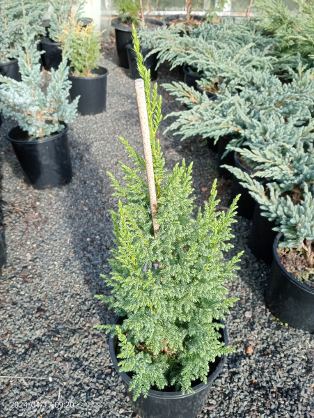 Juniperus squamata Loderii