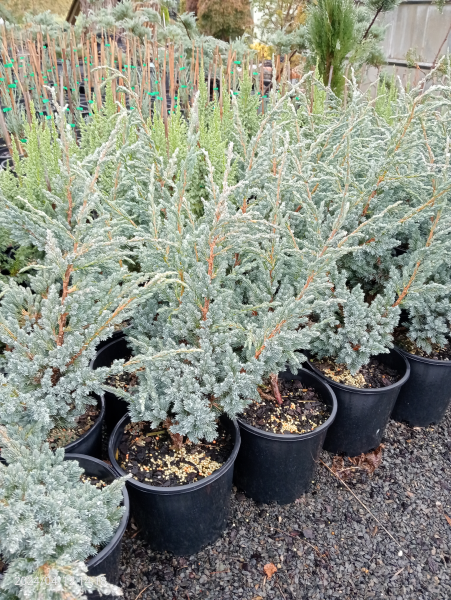 Juniperus squamata Meyerii