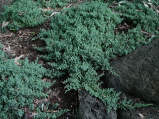 Juniperus squamata prostrata